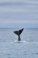 Obraz premium Eubalaena australis, Southern right whale shows tail fin, breaching through the surface of the atlantic ocean in the bay of Golfo Nuevo close to Puerto Madryn at Peninsula Valdes, Patagonia, Argentina