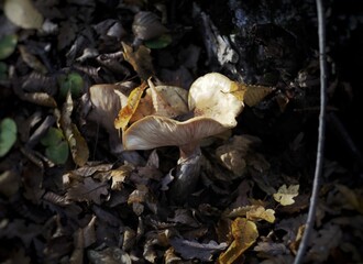 mushrooms in the forest