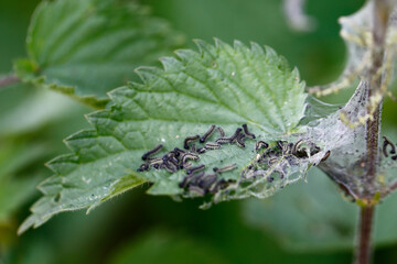 Small tortoiseshell butterfly caterpillars on nettle leaf