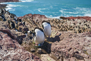 Fototapeta na wymiar Eudyptes chrysocome is the rock hopper penguin also known as crested penguin living on the rocky and steep cliffs of Isla Pingüino at the atlantic coast of patagonia in argentina.