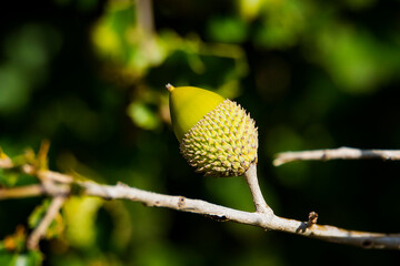 BELLOTAS EN RAMAS DE ÁRBOLES EN EL PRINCIPIO DEL OTOÑO EN MONTES DE ESPAÑA