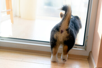 The puppy goes out onto the terrace. Back view. The concept is curiosity and danger.