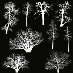 nine bare isolated tree white silhouettes