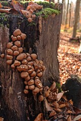 Birnen-Stäubling (Apioperdon pyriforme) auf Baumstumpf