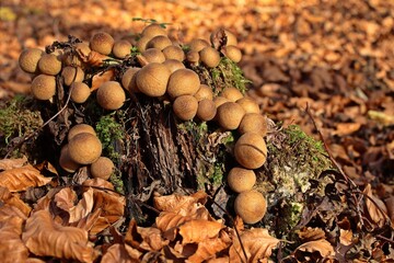Birnen-Stäubling (Apioperdon pyriforme) auf Baumstumpf
