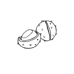 Set with chestnut, autumn plant. Autumn thorny ball. chestnut in the skin. Coloring book for children and adults, poster, textile, packaging. Isolate. stock graphics