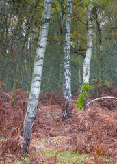 Autumn with silver birch surrounded in autumn colour