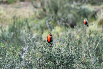 Leistes loyca, long-tailed meadowlark is a passerine bird of southern South America and the Falkland Islands Sitting in the bushes of Torres del Paine national park in Patagonia, Chile