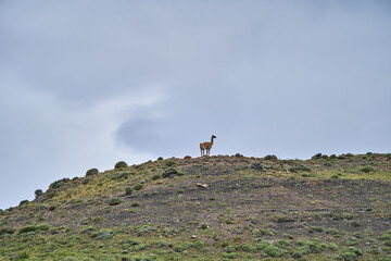 Lama guanicoe is a camelid native to South America, closely related to the domesticated llama. Guanaco standing on a rocky ridge of the andean mountains of Torres del Paine national park in Patagonia