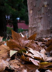 Otoño con las mascotas en el parque