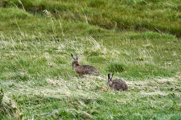 Obraz na płótnie Canvas Leporidae, a pair of two Hares sitting on the gras of a green meadow in Torres del Paine national park, Patagonia, Chile
