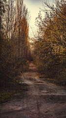 Obraz premium red forest chernobyl