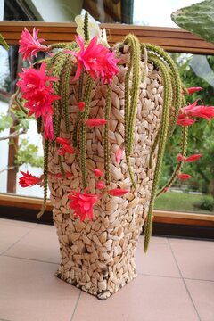 Big red flowers of Disocactus flagelliformis, Germany