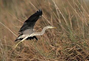 Grey Heron takeoff at Asker marsh, Bahrain
