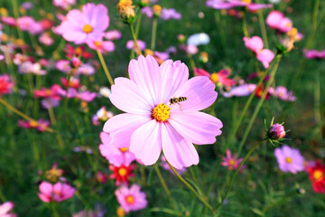 Gesang flowers in the park, China