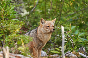 Naklejka na ściany i meble Lycalopex griseus, patagonian fox can be found on tierra del fuego, Patagonia, south america