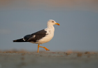 A portrait of a Lesser Black-backed Gull at Busaiteen coast, Bahrain