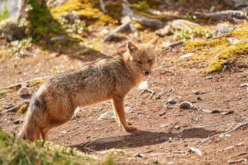 Naklejka na ściany i meble Lycalopex griseus, patagonian fox can be found on tierra del fuego, Patagonia, south america