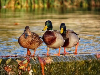 Three mallards on weir