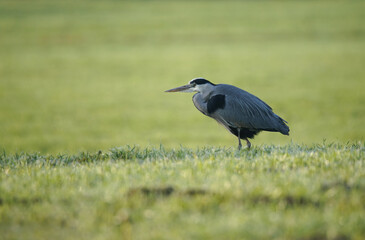 Grey Heron on a Meadow