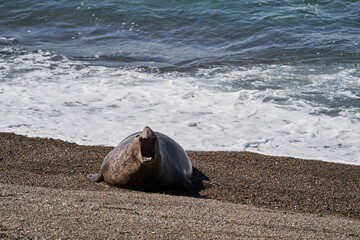 Mirounga, Elephant seal lying on the rocky beach of the peninsula Vlades in Argentina. Big and...