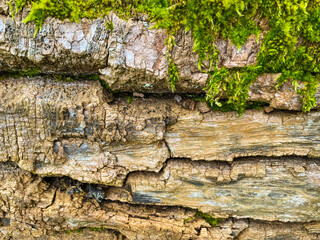 tree bark texture