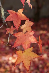 Feuilles liquidembar