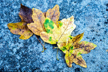 Four colorful autumn leaves in a row with grey stone background