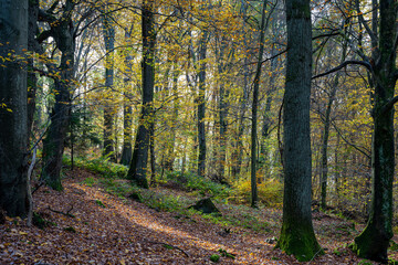walk in a colorful autumn forest