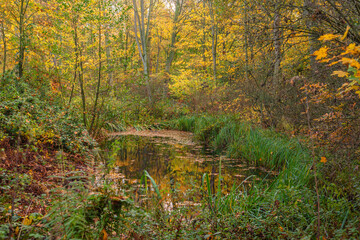Pond in Autumn.