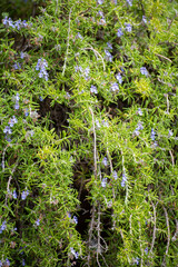 Ingredient of aromatic kitchen herbs of Provence rosemary plant in blossom
