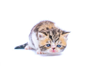 red tabby persian kitten on isolated white background