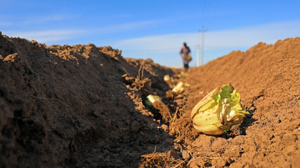 farmers growing cabbage on farms, LUANNAN COUNTY, Hebei Province, China