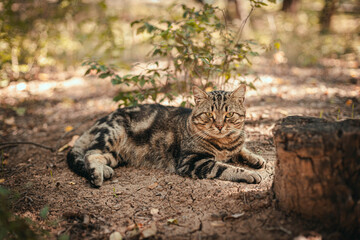 An angry adult tabby cat lies on the green grass. Summer sunny day.