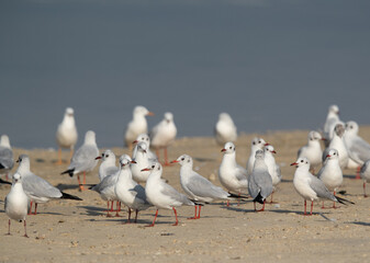 A flock of Black-headed gulls at Busaiteen coast, Bahrain
