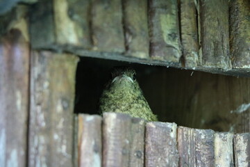 Young wren in the birdhouse in spring