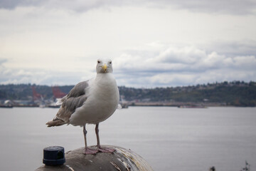 Seagull near Puget Sound near Seattle, Washington