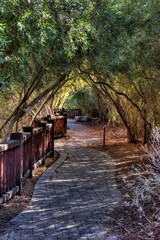 wooden bridge in the forest