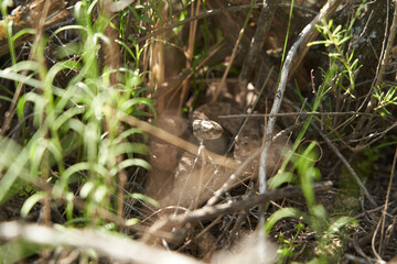 small snake in Patagonia Argentina hiding underneath a bush almost invisible through the tall gras