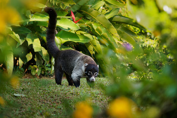 White-nosed Coati - Nasua narica, known as the coatimundi, member of the family Procyonidae (raccoons and their relatives). Local Spanish names for the species include pizote, antoon, and tejon