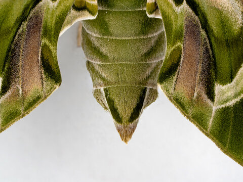 Daphnis nerii Female