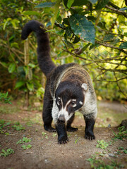 White-nosed Coati - Nasua narica, known as the coatimundi, member of the family Procyonidae (raccoons and their relatives). Local Spanish names for the species include pizote, antoon, and tejon