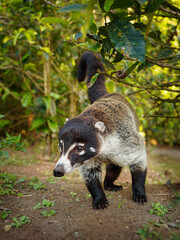 White-nosed Coati - Nasua narica, known as the coatimundi, member of the family Procyonidae (raccoons and their relatives). Local Spanish names for the species include pizote, antoon, and tejon