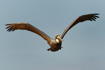 Brown pelican - Pelecanus occidentalis big bird of the pelican family, Pelecanidae, one of three species found in the Americas and one of two that feed by diving into water. Flying and fishing 