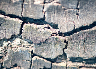 birch tree bark close-up. Natural forest texture. Selective focus