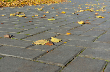 Yellow leaves lying on a road in the autumn season. Closeup. Selective focus.