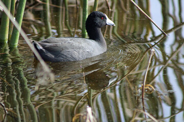 American Coot in Merced NWR