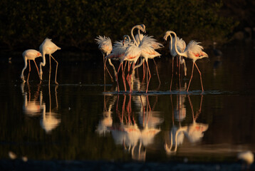 Greater Flamingosand beautiful reflection at Tubli bay Bahrain