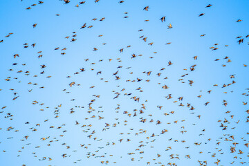 Flying birds. Birds silhouettes. Blue color sky background. Bird species: Common Starling. Huge flocks of starlings.