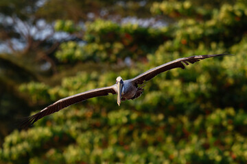 Brown pelican - Pelecanus occidentalis big bird of the pelican family, Pelecanidae, one of three species found in the Americas and one of two that feed by diving into water. Flying and fishing 